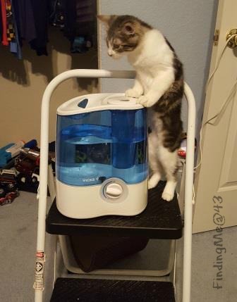 12-2-lucy-vs-humidifier